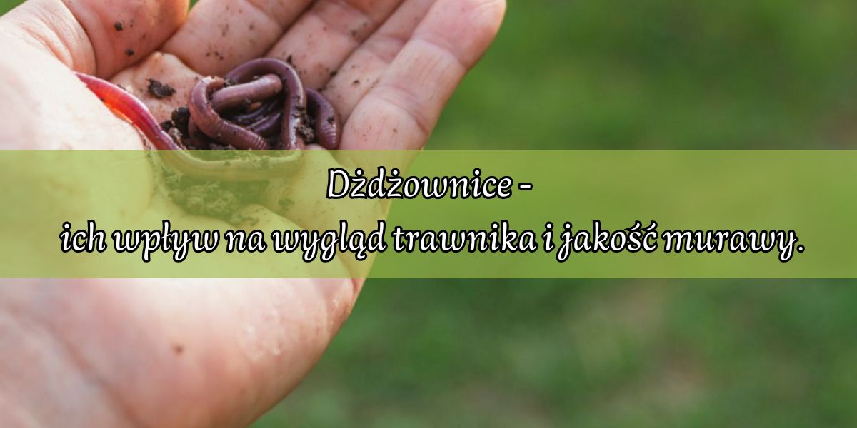 dżdżownice na trawniku