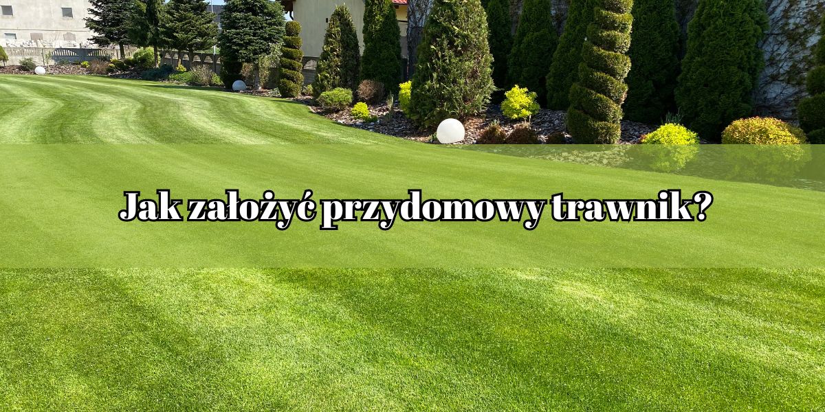jak założyć przydomowy trawnik?